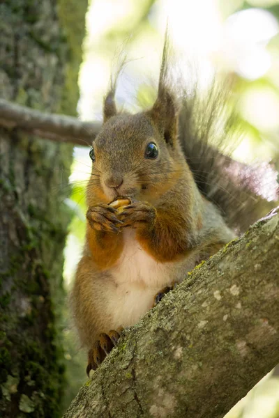 Eichhörnchen Mit Walnuss Auf Dem Baum — Stockfoto