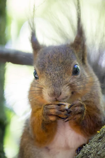 Eichhörnchen Mit Walnuss Auf Dem Baum — Stockfoto