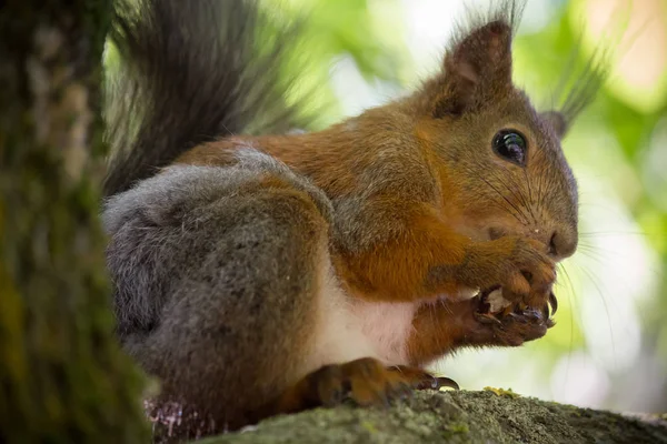 Eichhörnchen Mit Walnuss Auf Dem Baum — Stockfoto