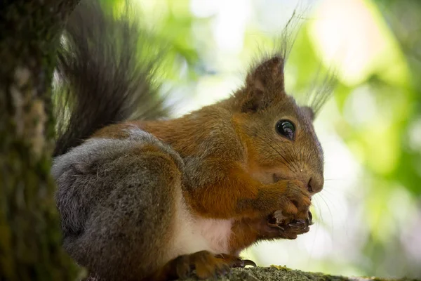 Eichhörnchen Mit Walnuss Auf Dem Baum — Stockfoto