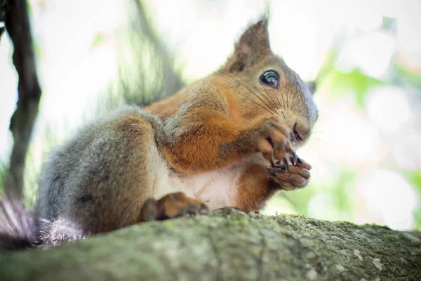 Eichhörnchen Mit Walnuss Auf Dem Baum — Stockfoto