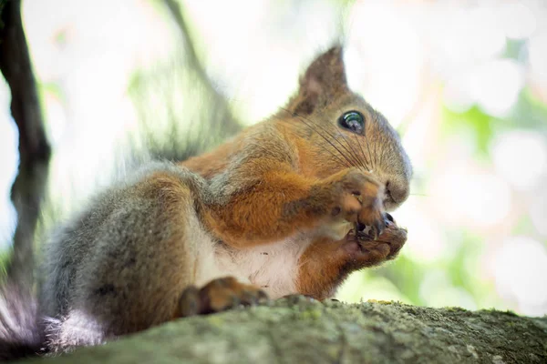 Eichhörnchen Mit Walnuss Auf Dem Baum — Stockfoto