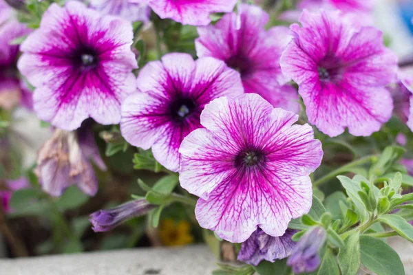 花坛上的紫罗兰花 — 图库照片