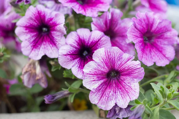 Violetta Blommor Blomma Säng — Stockfoto
