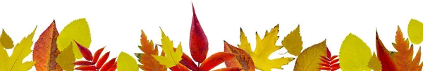 Autumn Leaves White Background Header — ストック写真