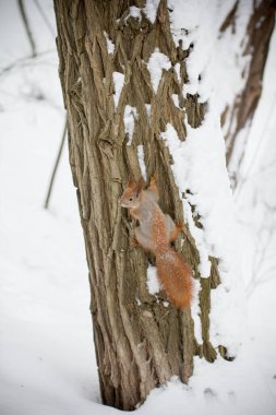 Kış ormanında bir ağaç üzerinde Sincap