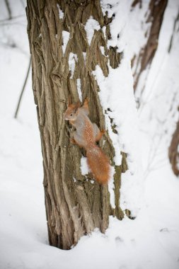 Kış ormanında bir ağaç üzerinde Sincap