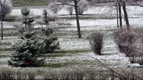 Sneeuw Maart Kiev Groen Gras Verse Knoppen Bomen — Stockvideo