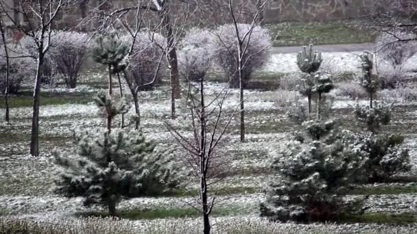 Neve Marzo Kiev Erba Verde Boccioli Freschi Sugli Alberi — Video Stock