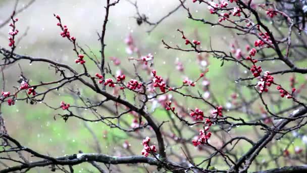 Sneeuw Maart Kiev Groen Gras Verse Knoppen Bomen — Stockvideo