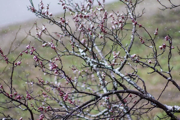 키예프에 내렸습니다 나무의 꽃봉오리 — 스톡 사진