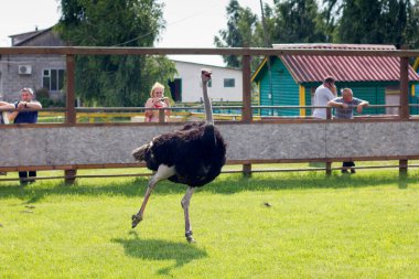 Devekuşu tarlayı koşarak geçiyor. Devekuşu çiftliği