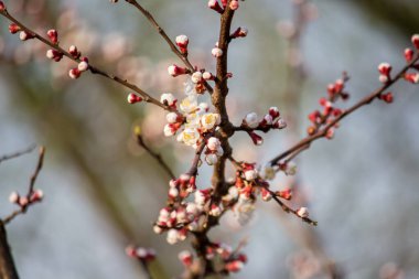 İlkbaharda yakın planda kayısı çiçekleri