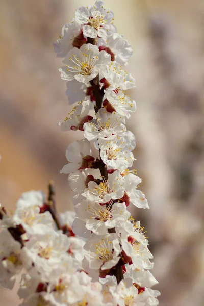 Aprikosblommor Våren Närbild — Stockfoto