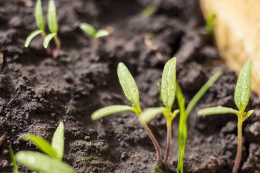 Karantina altındaki balkonda kendi kendini izole ettiğin süre boyunca sebze yetiştirmek.