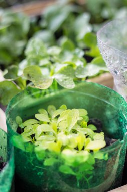 Karantina altındaki balkonda kendi kendini izole ettiğin süre boyunca sebze yetiştirmek.