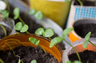 Karantina altındaki balkonda kendi kendini izole ettiğin süre boyunca sebze yetiştirmek.