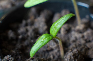 Karantina altındaki balkonda kendi kendini izole ettiğin süre boyunca sebze yetiştirmek.
