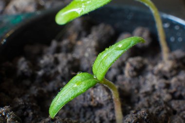 Karantina altındaki balkonda kendi kendini izole ettiğin süre boyunca sebze yetiştirmek.