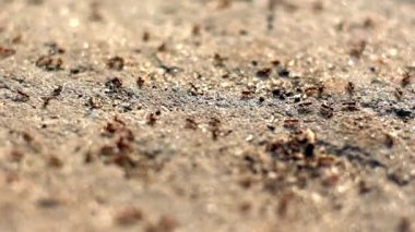 Karıncalar yerde koşar.