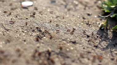 Karıncalar yerde koşar.