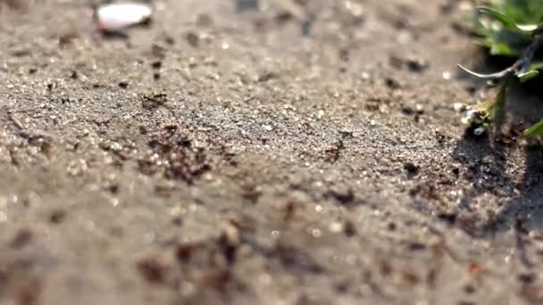 Μυρμήγκια Τρέχουν Στο Έδαφος Από Ιανουαρίου Μέχρι — Αρχείο Βίντεο