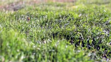 Otlar rüzgarda sallanıyor