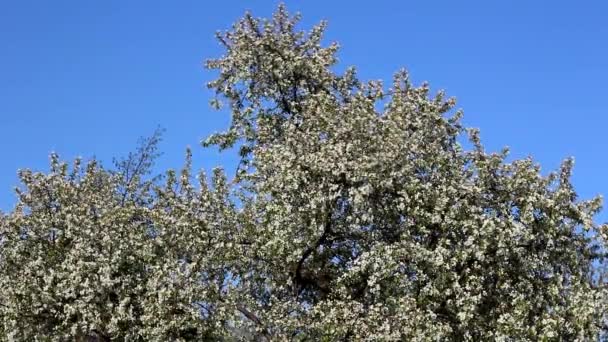 Ανθισμένα Οπωροφόρα Δέντρα Την Άνοιξη Κλαδιά Ταλαντεύονται Στον Άνεμο — Αρχείο Βίντεο