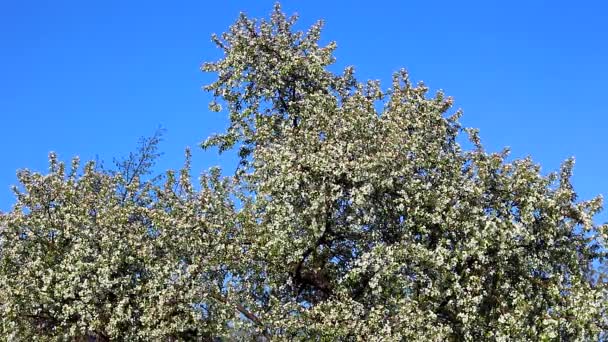 Blühender Obstbaum Frühling Äste Wiegen Sich Wind — Stockvideo