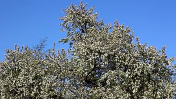 Bloeiende Fruitboom Het Voorjaar Takken Zwaaien Wind — Stockvideo