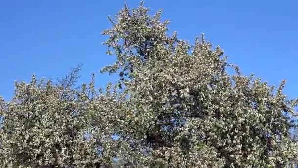 Árvore Frutífera Florescente Primavera Ramos Balançam Vento — Vídeo de Stock