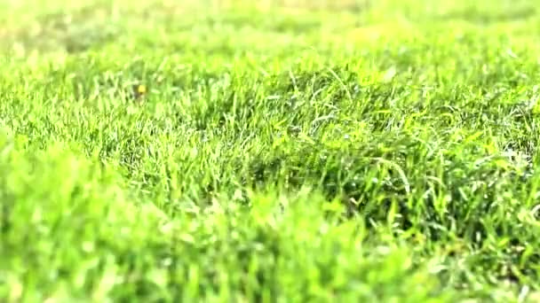 Травяные Дорожки Ветру — стоковое видео