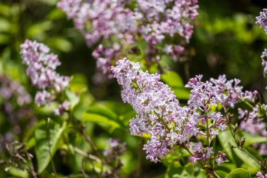Nisan 'da bir ağaçta leylak çiçekleri açar.