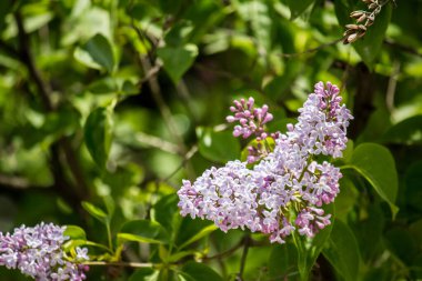Nisan 'da bir ağaçta leylak çiçekleri açar.