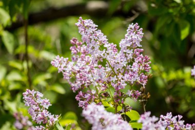 Nisan 'da bir ağaçta leylak çiçekleri açar.