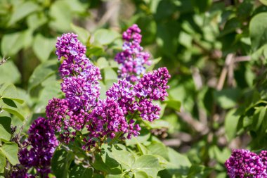 Nisan 'da bir ağaçta leylak çiçekleri açar.