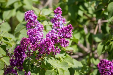 Nisan 'da bir ağaçta leylak çiçekleri açar.
