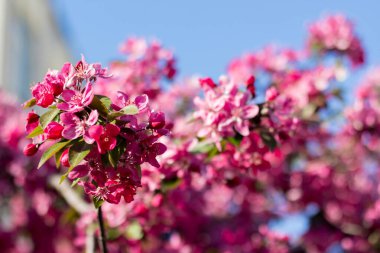 Gökyüzü arka planında Malus Mokum elma ağacı