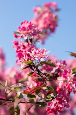 Gökyüzü arka planında Malus Mokum elma ağacı