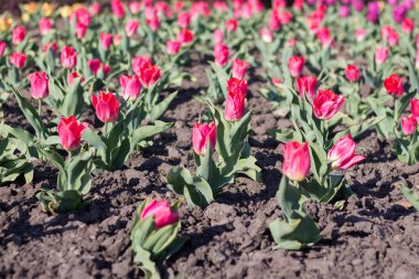 İlkbaharda bir parkta çiçek tarhında laleler.
