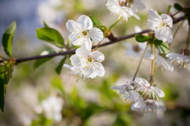Beyaz kiraz çiçekleri Yaklaş.