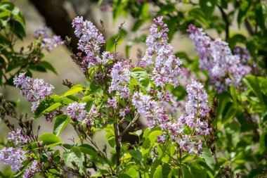 Nisan 'da bir ağaçta leylak çiçekleri açar.