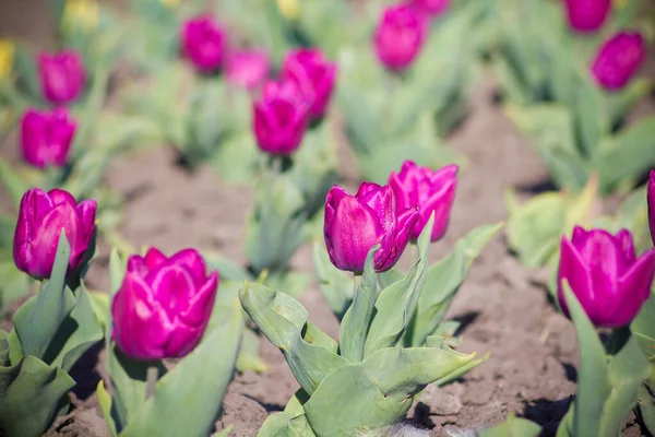 Tulipany Kwietniku Wiosną Parku — Zdjęcie stockowe