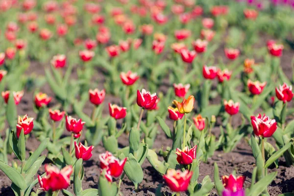 Tulipany Kwietniku Wiosną Parku — Zdjęcie stockowe