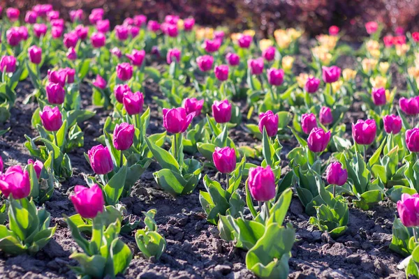 Tulipany Kwietniku Wiosną Parku — Zdjęcie stockowe