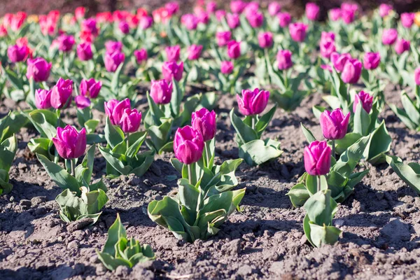 Tulipany Kwietniku Wiosną Parku — Zdjęcie stockowe