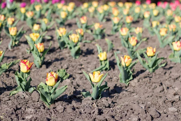 Tulipany Kwietniku Wiosną Parku — Zdjęcie stockowe