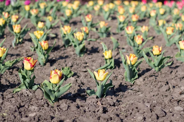 Tulipany Kwietniku Wiosną Parku — Zdjęcie stockowe