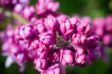Nisan 'da bir ağaçta leylak çiçekleri açar.