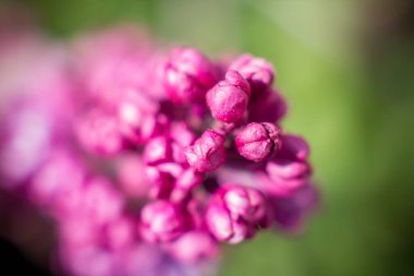 Nisan 'da bir ağaçta leylak çiçekleri açar.
